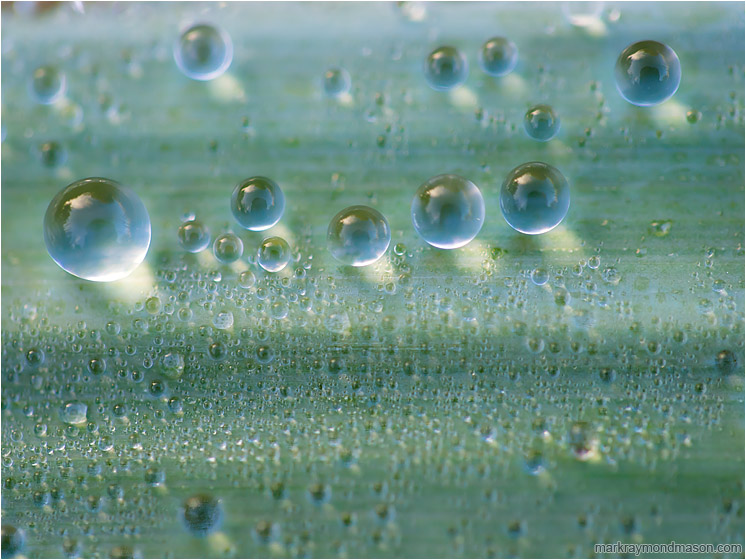 Beaded Water, Grass Blade: Nehalem Bay Park, OR, USA (2015-10-20) - Abstract macro photograph of tiny beads of morning dew perched delicately on a wide blade of grass
