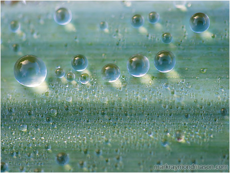Abstract macro photograph of tiny beads of morning dew perched delicately on a wide blade of grass