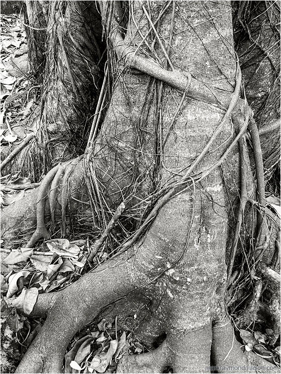Veiny Trunk: Near Waimea, HI, USA (2016-02-04) - Black and white fine art photograph of a stout tree trunk wrapped in layers of vines like a muscled arm