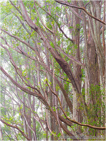 Fine art photo showing tall trees with slender angled branches and bright leaves against a backdrop of thin fog