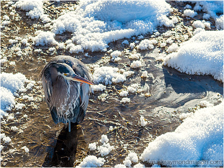 Fine art wildlife photograph showing a Great Grey Heron standing in swampy water, surrounded by bright hoar-frost and sun-lit snow