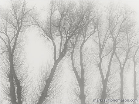 Black and white fine art photograph of tree skeletons, bare of leaves, grey and lifeless against a dull and foggy sky