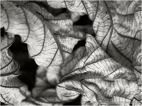 Abstract black and white photograph showing a curled, dried leaf, in beautiful soft light with a velvet black background