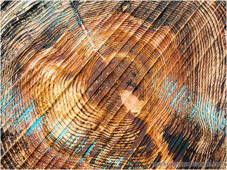 Fine art abstract photograph juxtaposing the end grain, saw marks, and chalk colouring on the cut end of a large driftwood log