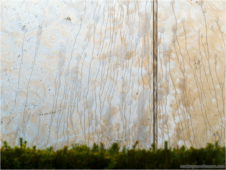 Streaked Metal, Hedge: Vancouver, BC, Canada (2018-01-26) - Fine art photograph of stains and streaks on a stainless steel wall plate, with an out-of-focus hedge in the foreground