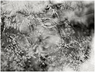 Clouded Ice: Near Salmon Arm, BC, Canada (2018) - Abstract black and white macro photograph of crisp patterns and blurred highlights in a small ice formation