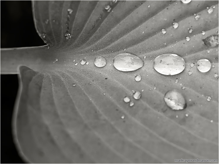 Hosta Leaf, Water Drops: Salmon Arm, BC, Canada (2018-06-03) - Fine art macro photo showing big beads of water and patterns on a leaf after a Spring rainstorm