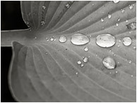 Hosta Leaf, Water Drops: Salmon Arm, BC, Canada (2018) - Fine art macro photo showing big beads of water and patterns on a leaf after a Spring rainstorm